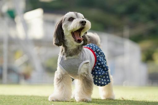 ワンコのポートレート（ミックス犬） 犬,ミックス犬,いぬの写真素材