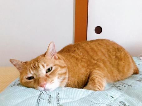 茶トラ猫 茶トラ猫 ねこ,猫,にゃんこの写真素材