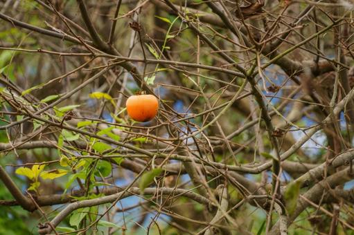 木に実った熟した柿の写真