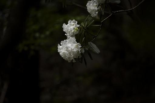 白いシャクナゲの花 シャクナゲ,石楠花,5月の写真素材