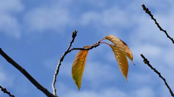 Swaying in the autumn breeze Swaying in the autumn breeze
