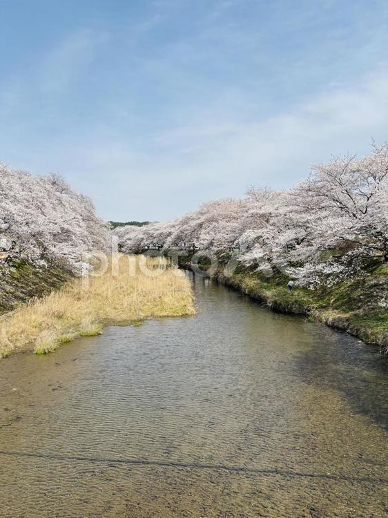 日本の春　桜と川 さくら,サクラ,春の写真素材