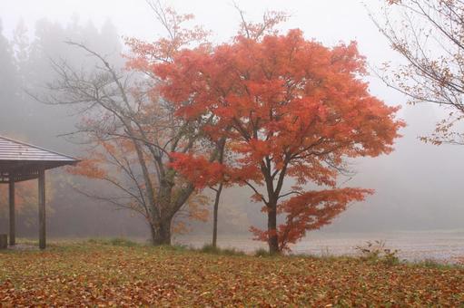 雨の中の紅葉 もや,紅葉,秋の写真素材