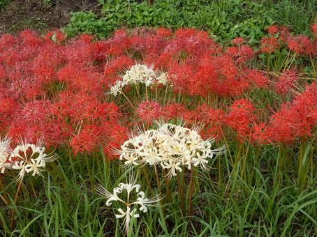 【彼岸花の写真】彼岸花が咲く風景 彼岸花,ヒガンバナ,曼殊沙華の写真素材