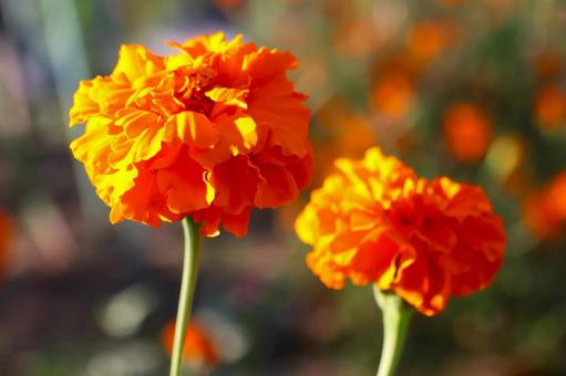 １０月中旬の陽の当たるマリーゴールド マリーゴールド,花,植物の写真素材