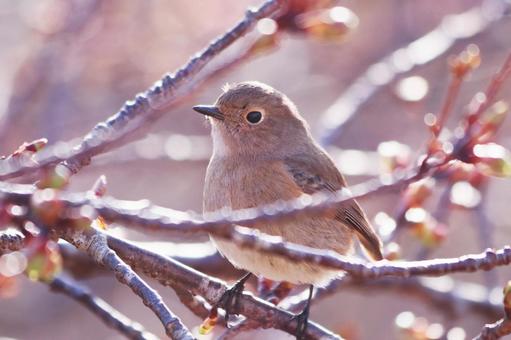 芽吹き始めた桜の木に止まるジョウビタキ 鳥,ジョウビタキ,桜の写真素材