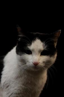 合成みたいな猫 合成みたいな猫の写真