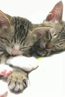 子猫3 子猫3 ネコ,動物,子猫の写真素材