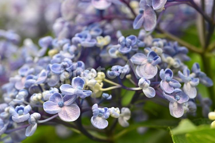 紫色の小さく可愛らしい花をつけるアジサイ あじさい,自然,アジサイの写真素材