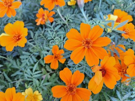 オレンジ色のマリーゴールドの花 オレンジ色のマリーゴールドの花 マリーゴールド,オレンジ,ガーデンの写真素材