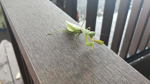 かまきり かまきり,昆虫,虫の写真素材