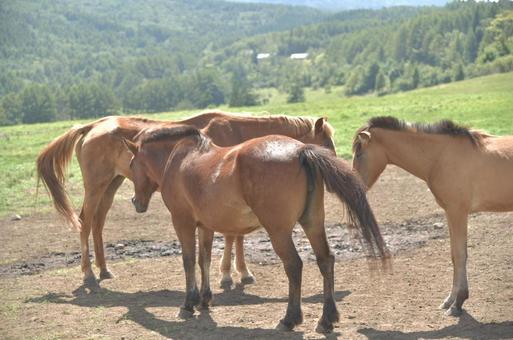 蓼科第二牧場の馬たち③ 蓼科第二牧場の馬たち③の写真