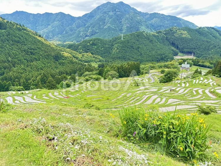 熊野　丸山千枚田 丸山千枚田,紀和町丸山地区,日本の棚田百選の写真素材