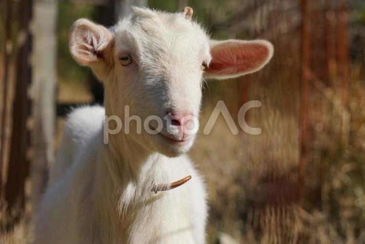 白ヤギのアップ正面 ヤギ,白ヤギ,動物の写真素材