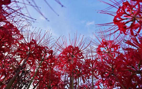 <秋のイメージ>彼岸花 <秋のイメージ>彼岸花の写真
