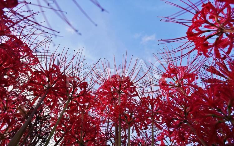 ＜秋のイメージ＞彼岸花 青空,彼岸,彼岸花の写真素材
