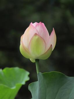 When the lotus buds bloom, JPG