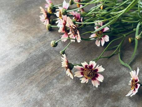 Coreopsis, JPG Coreopsis, JPG