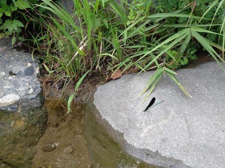 川岸のハグロトンボ 川岸のハグロトンボ ハグロトンボ,トンボ,蜻蛉の写真素材