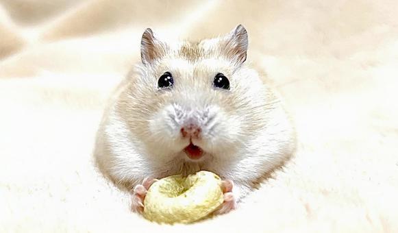 Donut and Yellow Djungarian, JPG