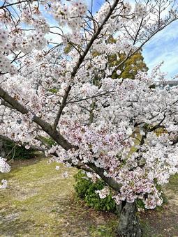 Spring Cherry Blossoms, JPG Spring Cherry Blossoms, JPG