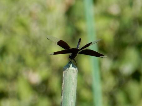 [Insect Photo] Butterfly Dragonfly, JPG