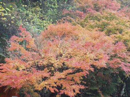 【紅葉写真】美しい紅葉 紅葉,自然,風景の写真素材