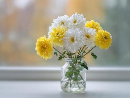 秋の菊で彩る癒しの空間の写真