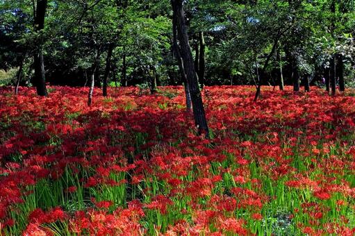 巾着田の彼岸花① 彼岸花,巾着田,曼珠沙華の写真素材
