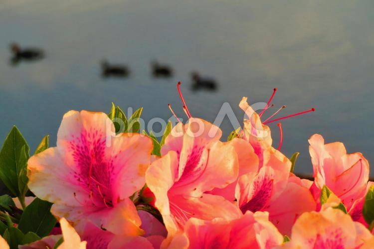 ５月上旬の野田池のツツジの花と水鳥 背景,ツツジ,花の写真素材