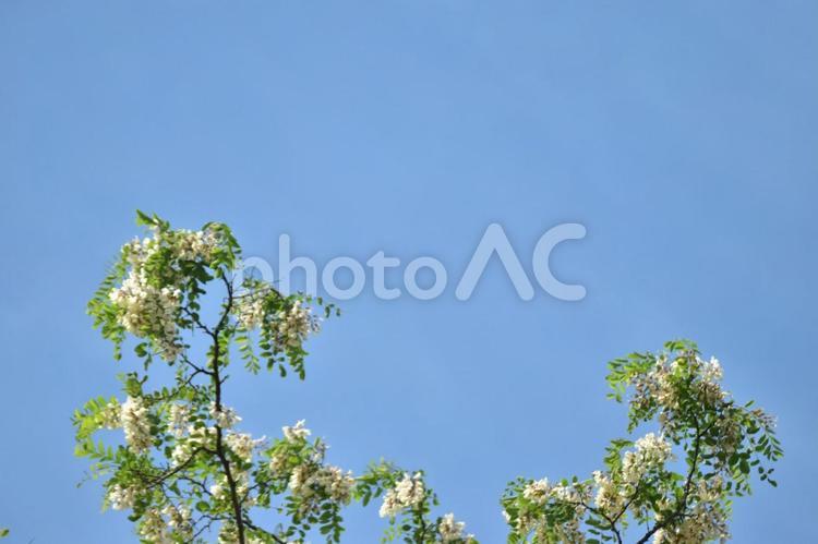 ニセアカシアと空 ニセアカシア,花,空の写真素材