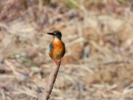 池に立つ木の棒にとまるカワセミ カワセミ,鳥,鳥類の写真素材