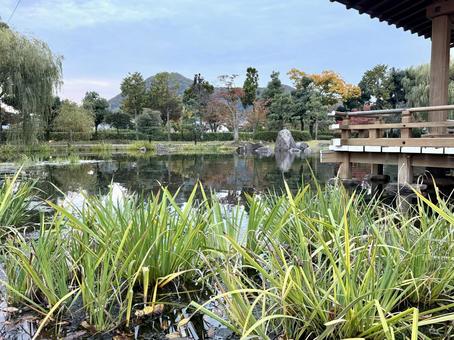 秋の夕方　福井県紫式部公園 紫式部公園,福井県,庭園の写真素材