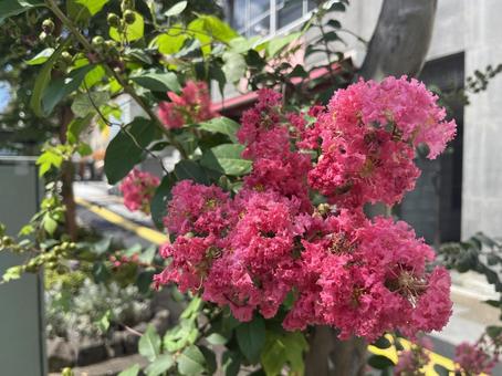 サルスベリ　百日紅 サルスベリ,百日紅,ピンクの写真素材