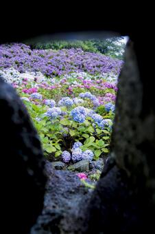梅雨の時期の紫陽花(あじさい) 梅雨の時期の紫陽花(あじさい)の写真