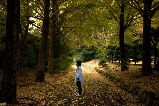 <素材>秋の並木道を一人で散策する女性 <素材>秋の並木道を一人で散策する女性の写真