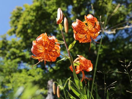 コオニユリ01 コオニユリ,小鬼百合,ユリの写真素材