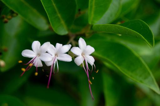 Photo, warty grass, clerodendrum inerme, flower, 
