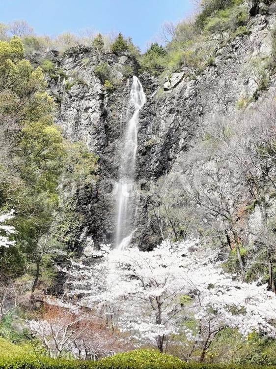 滝とさくら 滝,山,桜の写真素材