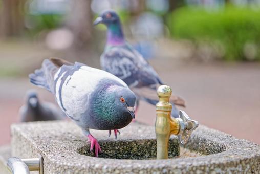 夏、公園の水飲み場に来るカワラバト 夏、公園の水飲み場に来るカワラバト カワラバト,河原鳩,ドバトの写真素材