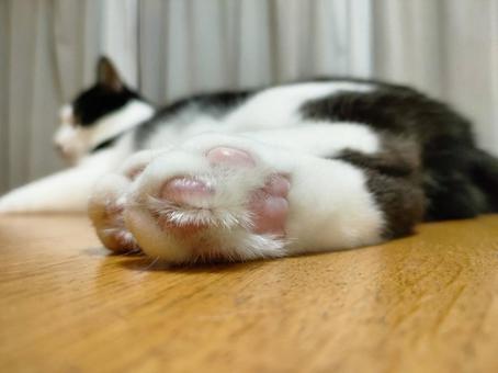 猫の肉球とはみ出る毛 猫の肉球とはみ出る毛の写真
