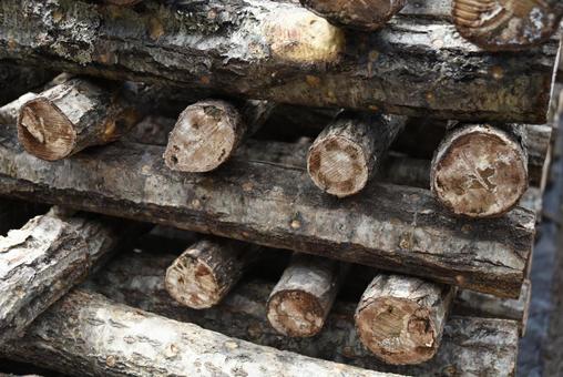 原木椎茸がたくさん並んでいる 椎茸,きのこ,原木の写真素材