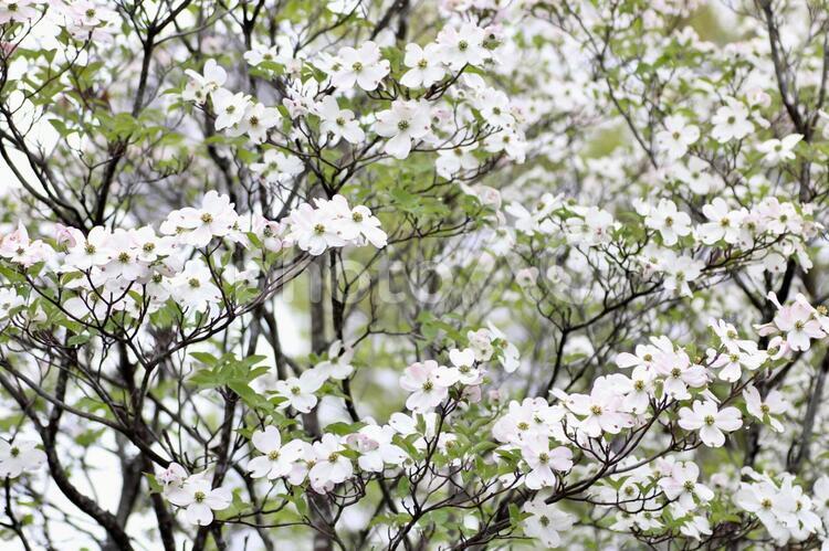 満開の白色のハナミズキの木 ハナミズキ,花水木,ハナミズキの木の写真素材