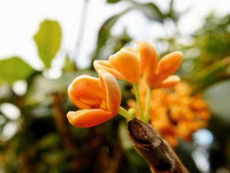 【花の写真】キンモクセイ/金木犀 【花の写真】キンモクセイ/金木犀の写真