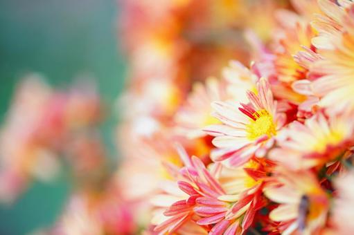 菊 野菊,花,キクの写真素材