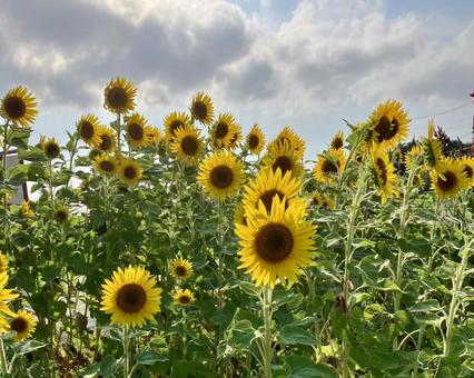 花★向日葵　ひまわり　ヒマワリ 黄色,向日葵,ヒマワリの写真素材