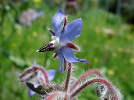 ボリジ・瑠璃　マクロ ボリジ,草花,春夏秋の写真素材