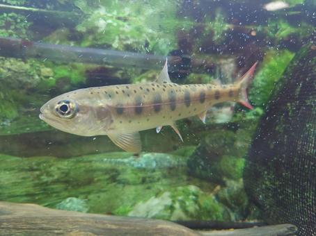 淡水魚 淡水魚の写真