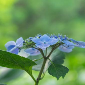 大宮第二公園の紫陽花 大宮第二公園の紫陽花の写真