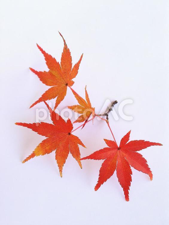 モミジ　紅葉　赤い葉っぱ　イメージ素材 モミジ,紅葉,カエデの写真素材